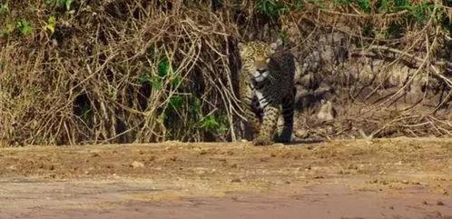 美洲豹吃瓜视频