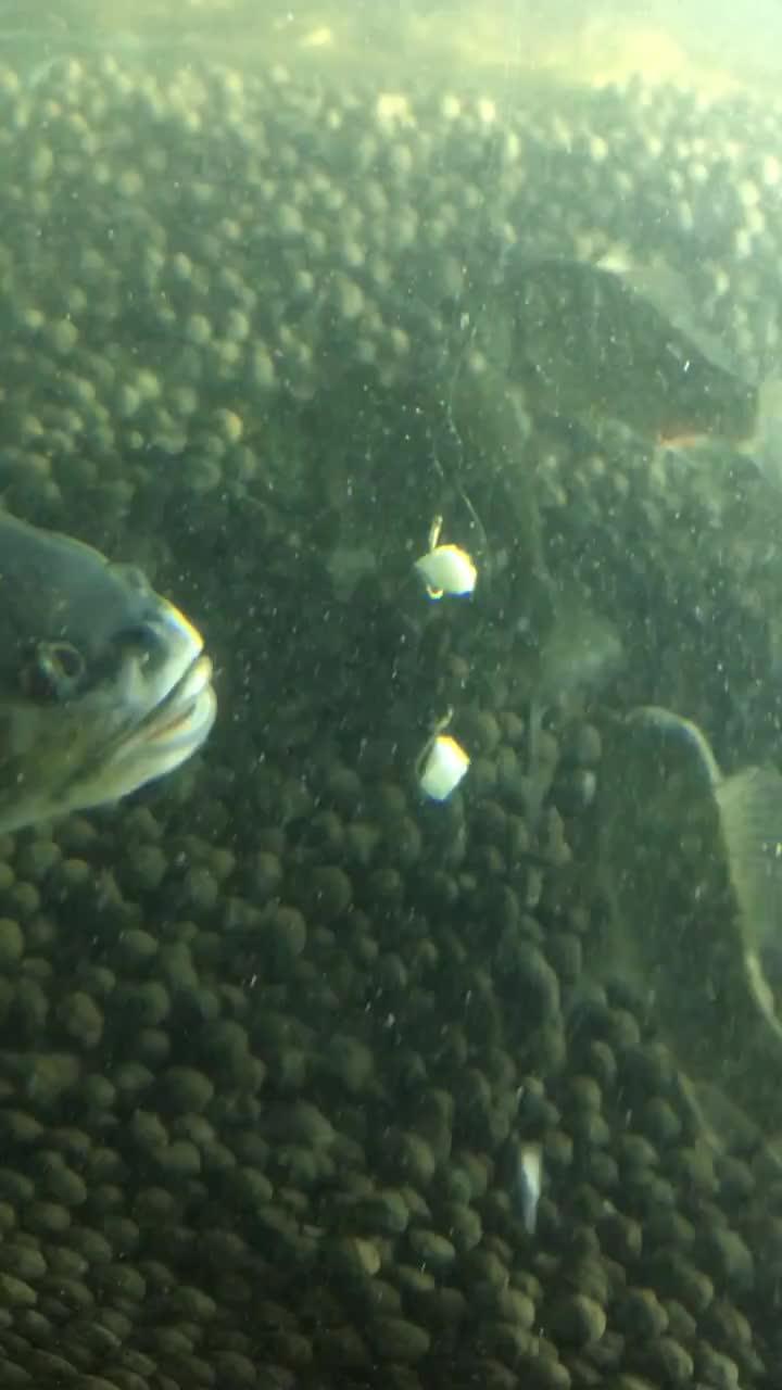 抓鱼吃瓜视频素材无水印,无水印视频素材背后的欢乐时光