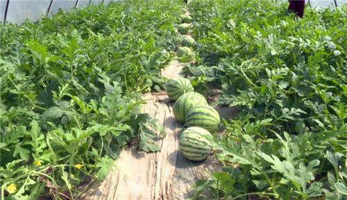 唐县吃瓜事件最新消息视频,视频揭露惊人内幕