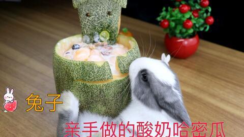小白兔吃哈密瓜视频,哈密瓜大餐视频回顾