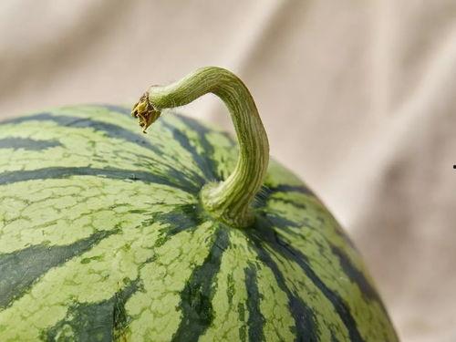 美国人在上海吃瓜视频,美国人体验地道中国“吃瓜”文化