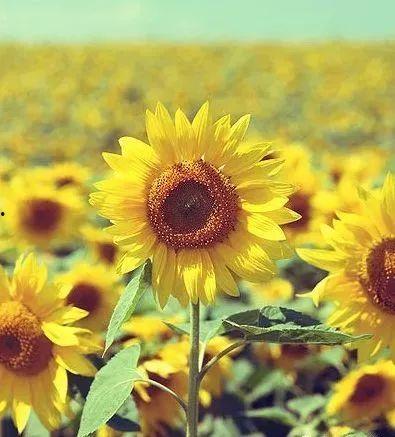 吃瓜博主向日葵视频,视频背后的趣味与真相