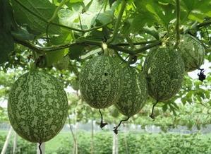 吊瓜怎样吃不胀气呢视频,轻松避免胀气困扰