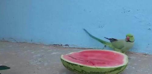 鹦鹉吃瓜的视频