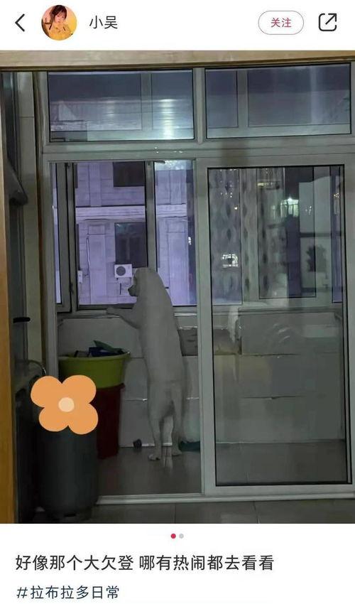 狗子吃瓜被挤下楼视频播放