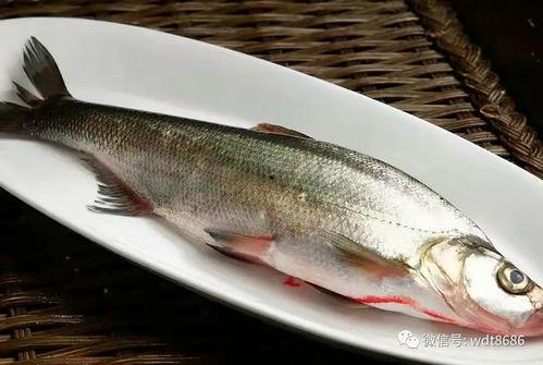 鱼叔叔吃瓜爪鱼视频,趣味横生美食体验