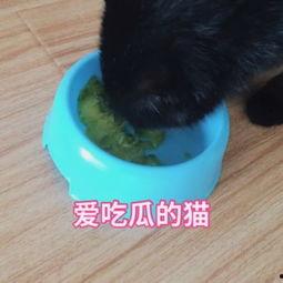 猫猫吃瓜偷听视频,揭秘猫咪的神秘生活瞬间