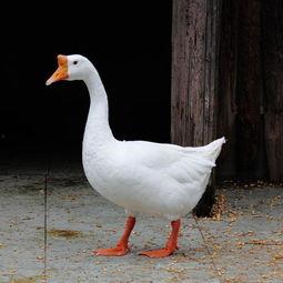 吃瓜鹅第一线视频