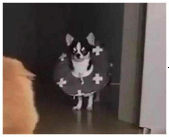 狗狗吃瓜围观视频在线观看,狗狗围观吃瓜视频，萌态十足引网友热议