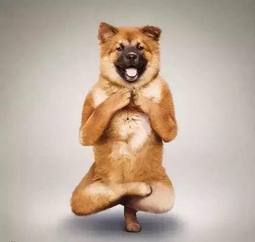 猫狗吃瓜现场视频播放,萌宠版“娱乐圈”风云录