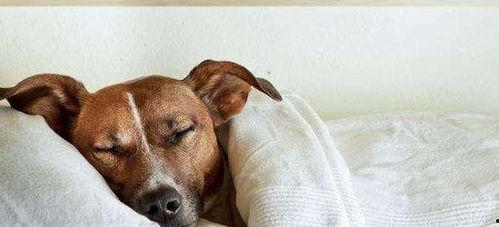 狗去瓜地偷瓜吃视频,瓜地里的欢乐时光