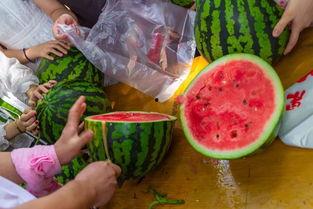 抓鱼吃瓜视频在线观看全集,全网爆笑全集，笑料横生，欢乐无限