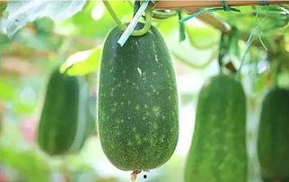 阿文吃淡水瓜视频